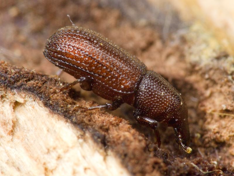 Stereocorynes truncorum (Germar, 1824)